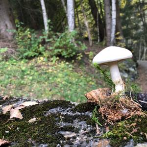 Cloudy Clitocybe