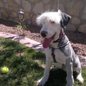 Unknown Breed