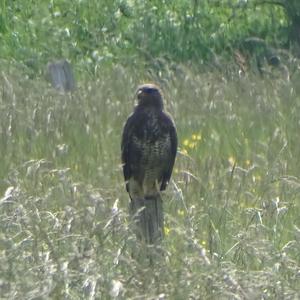 Common Buzzard