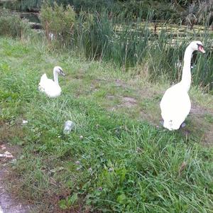 Mute Swan