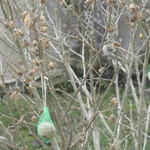 Eurasian Siskin