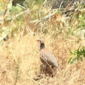 Grey Partridge