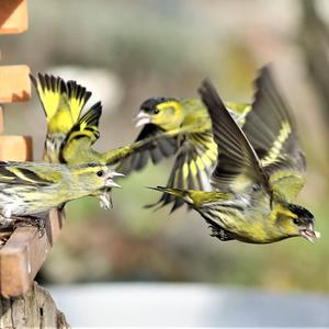 Eurasian Siskin