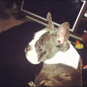 Unknown Breed