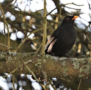 Eurasian Blackbird