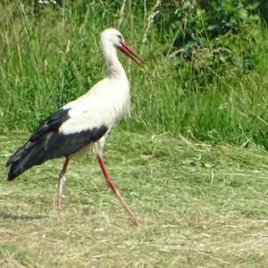 White Stork