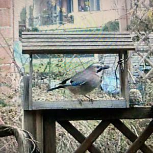 Eurasian Jay