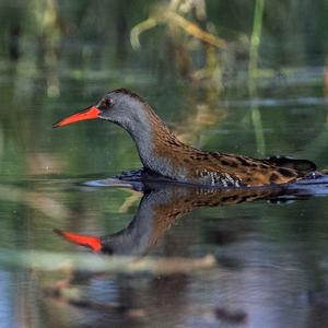 Water Rail