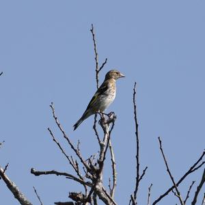 European Goldfinch