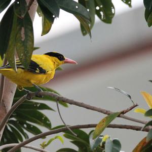 Black-naped Oriole