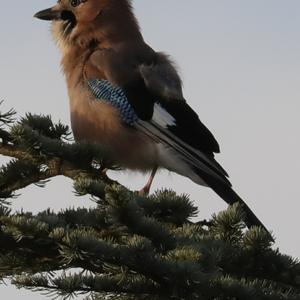 Eurasian Jay