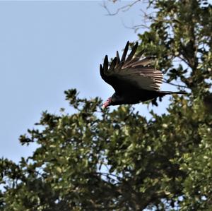 Turkey Vulture