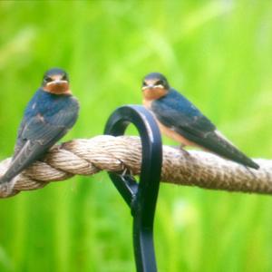Barn Swallow