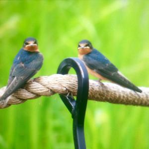 Barn Swallow