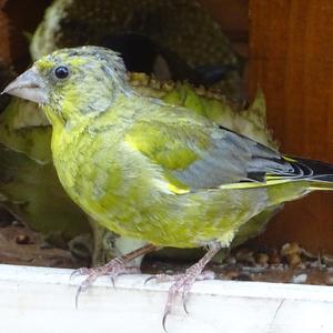 European Greenfinch