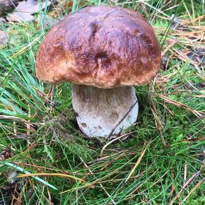 King Bolete