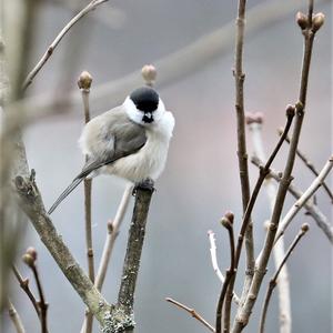 Marsh Tit