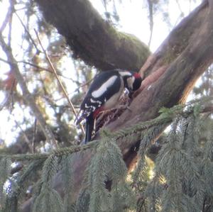 Great Spotted Woodpecker