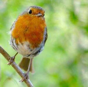 European Robin