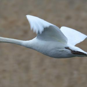 Mute Swan