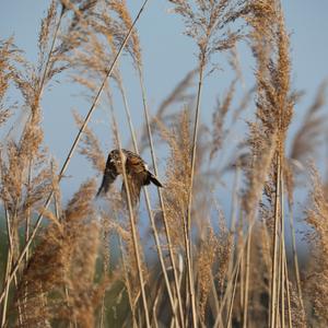 Reed Bunting