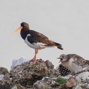 Eurasian Oystercatcher