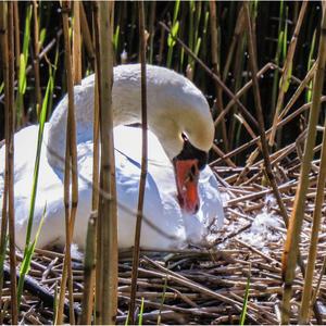 Höckerschwan