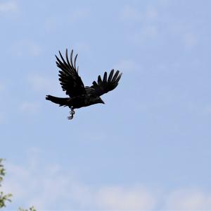 Carrion Crow