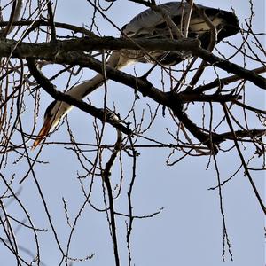 Grey Heron