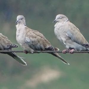 Eurasian Collared-dove