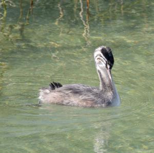 Great Crested Grebe