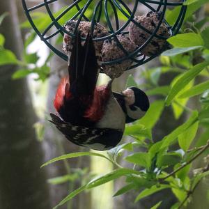 Great Spotted Woodpecker