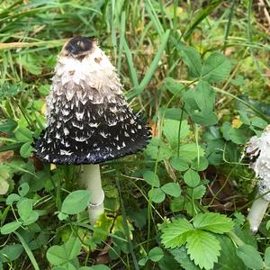 Shaggy Mane