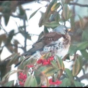 Fieldfare