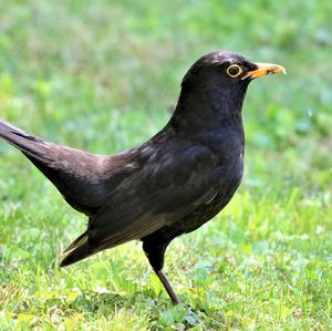 Eurasian Blackbird