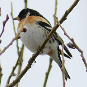 Brambling