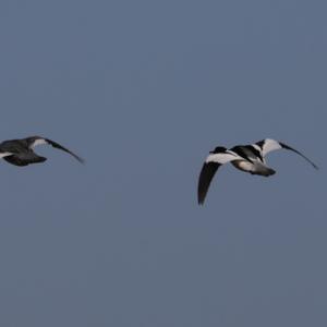 Common Merganser