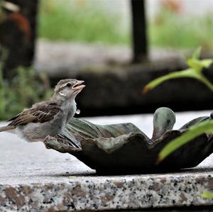 House Sparrow