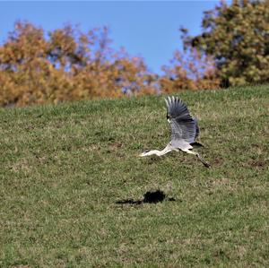 Grey Heron