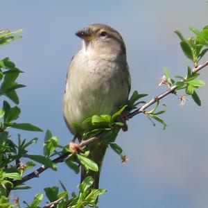 House Sparrow