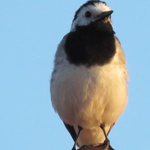 White Wagtail