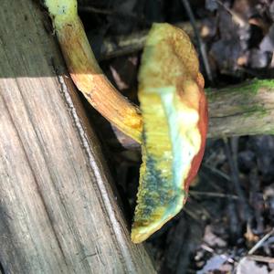 Red-cracked Bolete