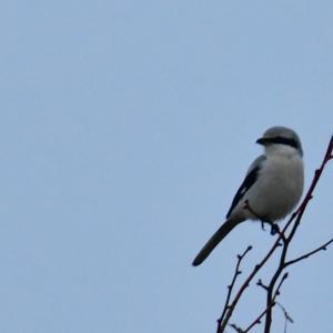 Great Grey Shrike