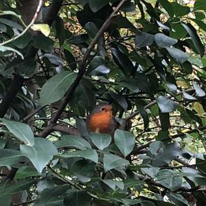 European Robin