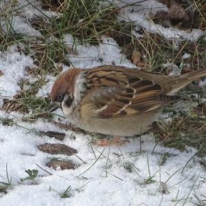 Eurasian Tree Sparrow