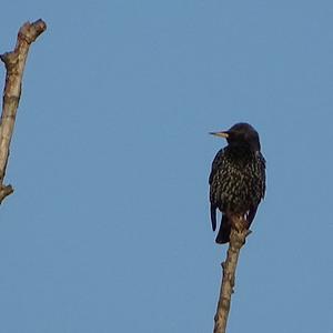 Common Starling