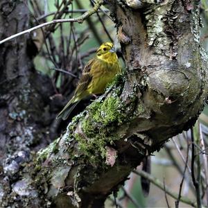 Yellowhammer