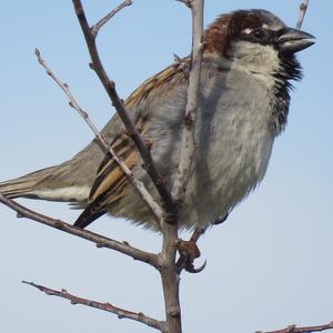 House Sparrow