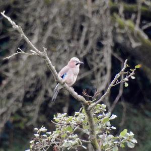 Eurasian Jay