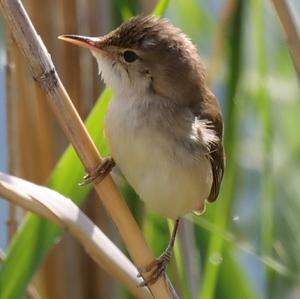 Eurasian Reed-warbler